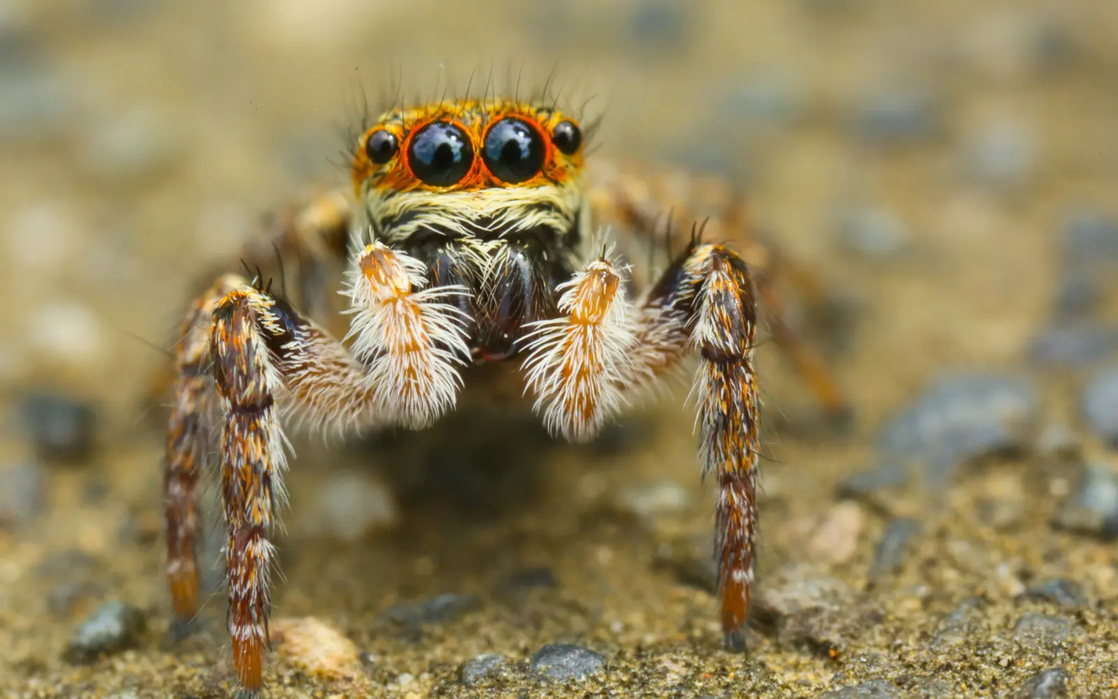 Jumping Spider Camouflage Strategies