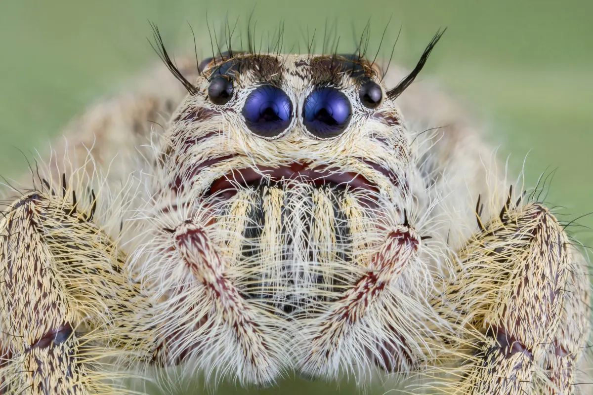 Jumping Spider Photography Close Up