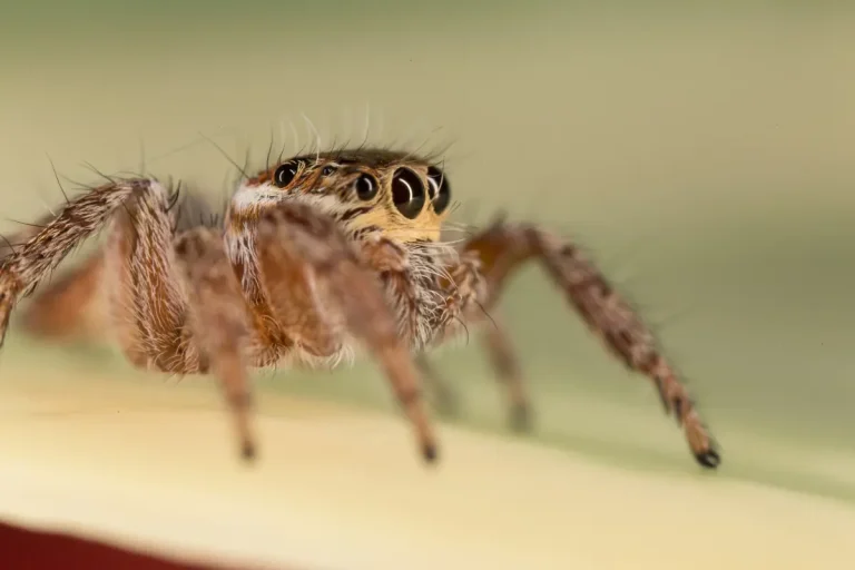 Jumping Spiders Impact on Ecosystems