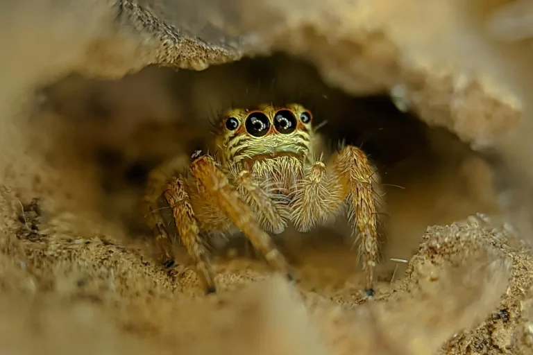 How to set up a Jumping Spider Habitat