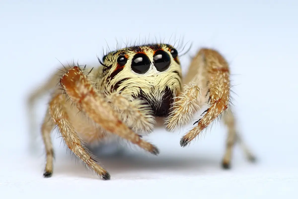 Why jumping spiders are so cute