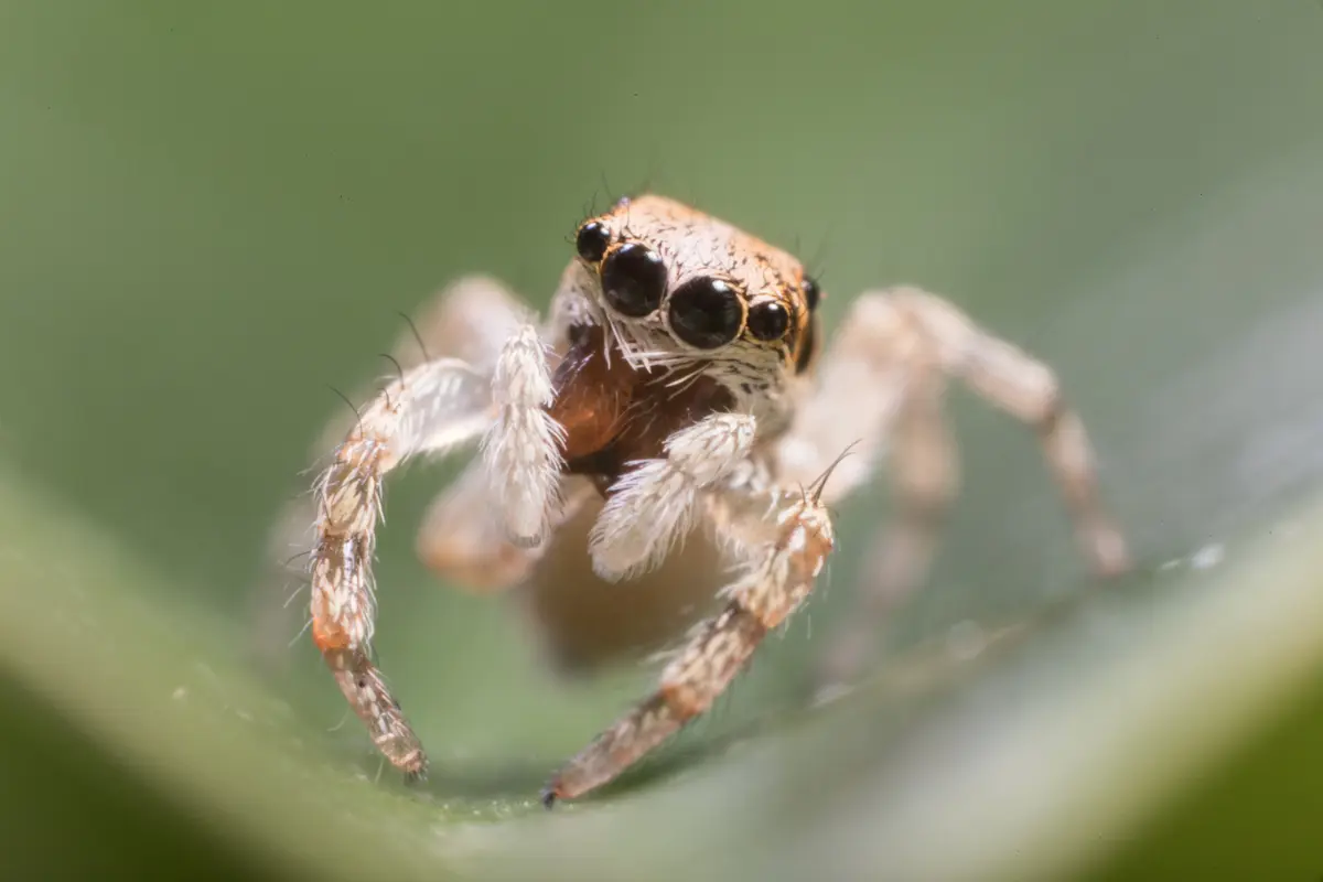Learning and Intelligence in Jumping Spiders
