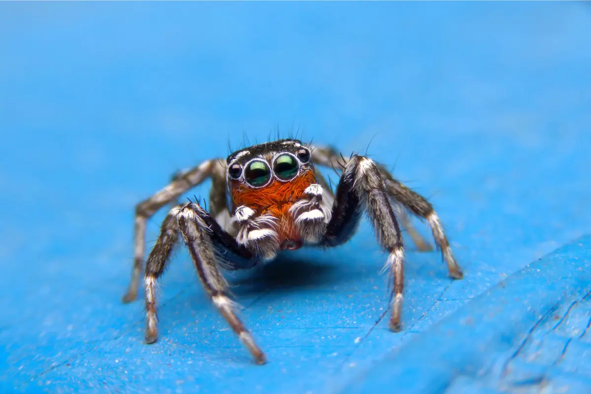 Jumping Spider vs Other Spiders