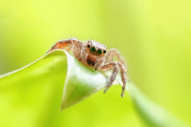 Threats of Jumping Spider Populations