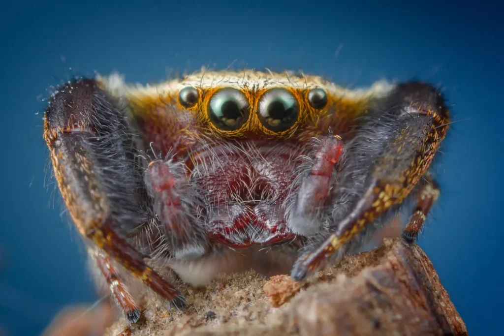 How Jumping Spiders Communicate