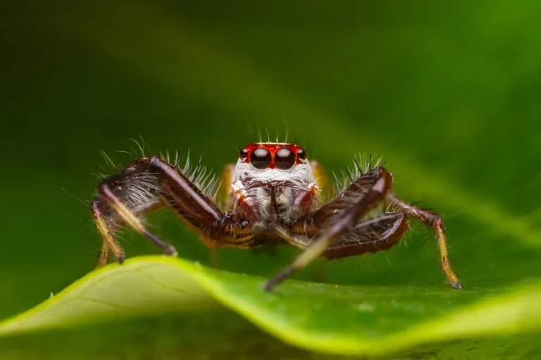 A Complete Guide to Feeding Jumping Spiders