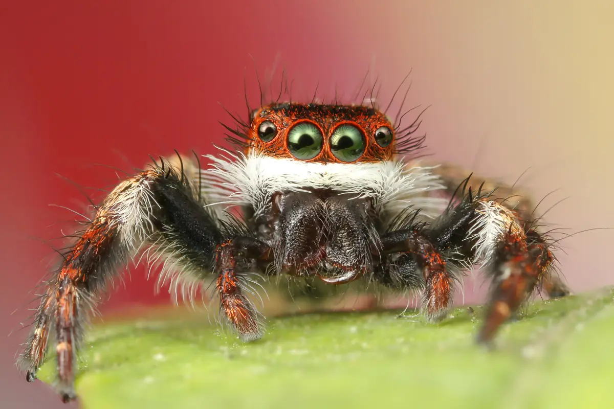 Overcome Pet Jumping Spiders Challenges