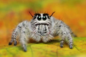 Jumping Spider with a Sad Mouth