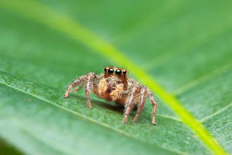 The Amazing Parental Care of Jumping Spiders
