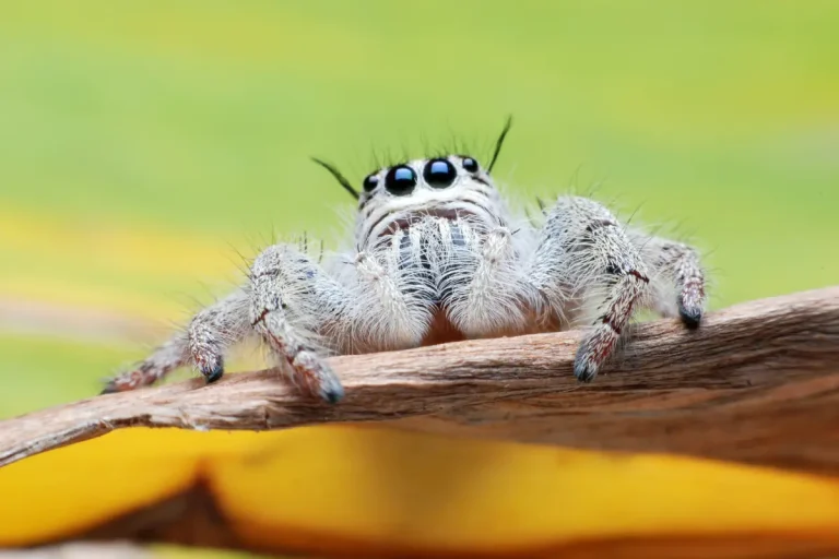 Social Behaviour Among Jumping Spiders