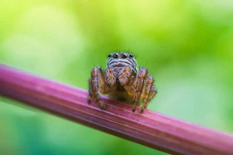 Jumping Spider Mimicry and The Art of Deception