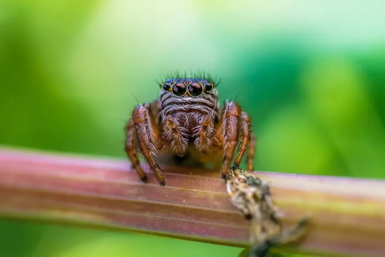 Courtship and Mating in Jumping Spiders