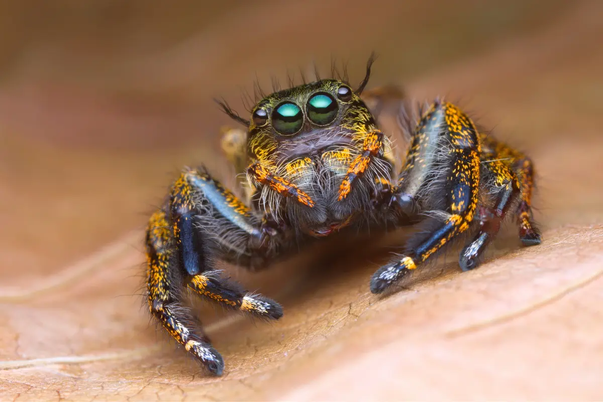 Jumping Spider Hunting Techniques