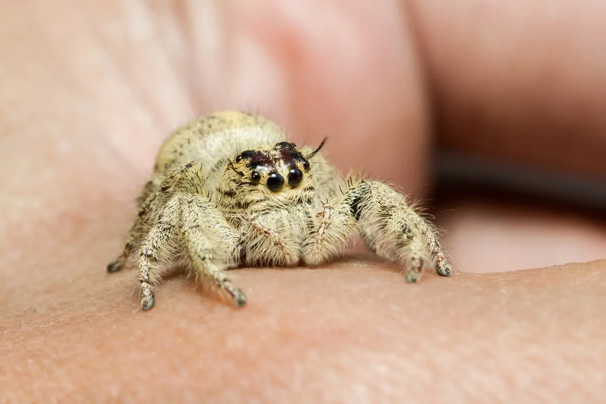 How jumping spiders see humans
